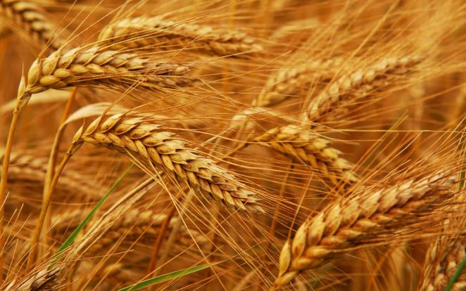 القمح والشعير والذرة بالأردن، البورصة السلعية 