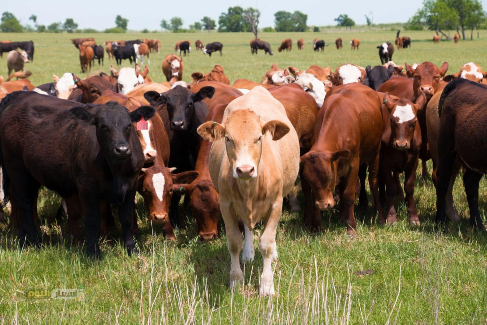 ارتفاع أسعار اللحوم ومشروع تمويل البتلو و الحمى القلاعية