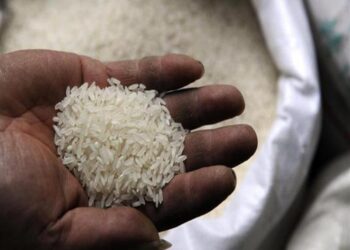 سعر كيلو الأرز بالسلاسل التجارية، الأرز الشعير