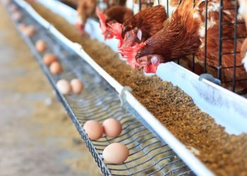 الزراعة تُعلن إنتاج 750 ألف بيضة سنويًا ضمن مشروعات الحماية الاجتماعية