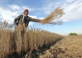 وزارة الزراعة: 65% اكتفاء ذاتي من القمح في مصر بحلول 2030