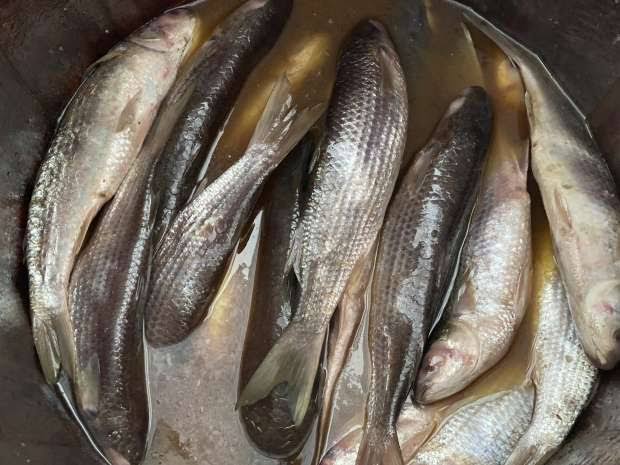 أعراض التسمم بعد تناول الأسماك المملحة
