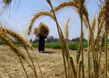 ارتفاع واردات القمح من روسيا إلى مصر