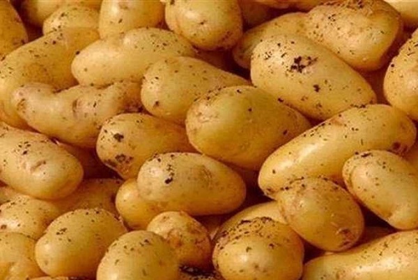 تصدير البطاطس المصرية إلى الأسواق البرازيلية