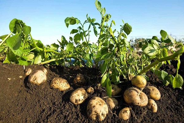 تصدير البطاطس المصرية إلى الأسواق البرازيلية