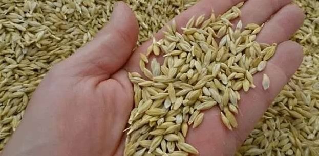سعر طن الأرز اليوم في مصر